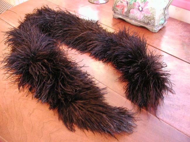 Black boa in authentic Ostrich feather 1900